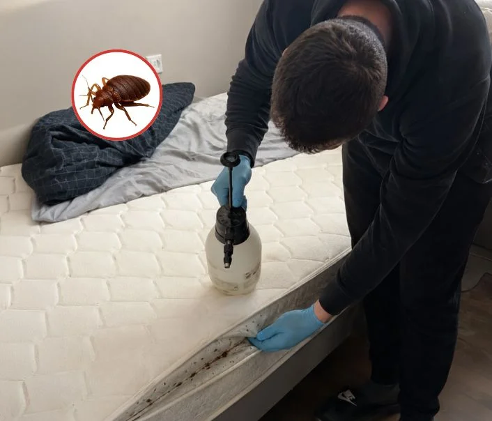 Technicien traitant un matelas contre les punaises de lit à La Chapelle-Rablais